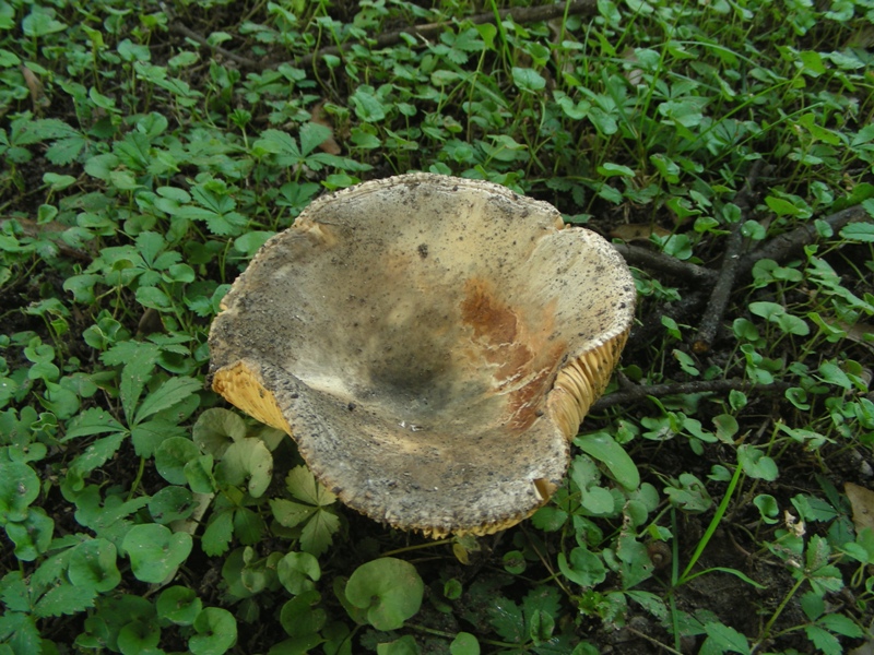 Russula ochrospora